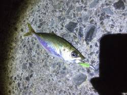 小島　メバリング釣行はパターンを見つけて数…