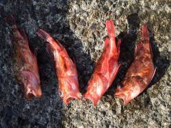 紀ノ川河口　ズボ釣りでガシラ　アベレージサ…