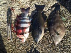 北港魚つり公園　カゴ釣りでグレ・サンバソウ…