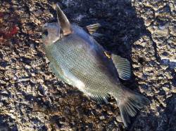 和歌山北港魚つり公園　潮が少し緩むとグレが…