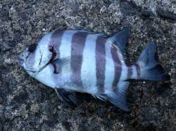 北港魚つり公園　エサ取りのスズメダイをなん…