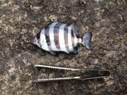 和歌山北港のカゴ釣りでグレ・サンバソウ　タ…