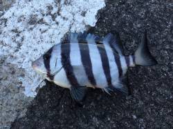 和歌山北港魚つり公園にてカゴ釣り　グレ・サ…