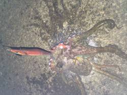 磯ノ浦　シャローポイントでエギング　アオリ…