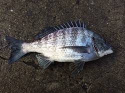 爆風でしたがカゴ釣りをするため北港へ〜グレ…