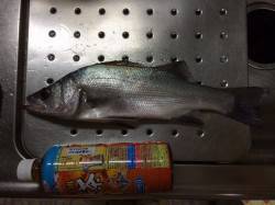 紀ノ川河口周辺でメバル・ヒラセイゴ　夜釣り…