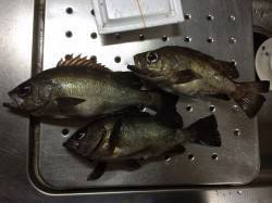 紀ノ川河口　夜釣りでメバル、深めのタナを狙…