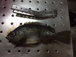 紀ノ川河口　夜釣りでメバル10匹　波があり…