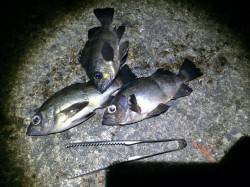 和歌山北港魚つり公園　カゴ釣り仕掛けで良型…