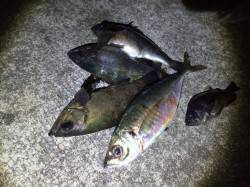 紀ノ川河口　夜釣りでメバルのウキ釣り　余裕で尺超えのアジの釣果も