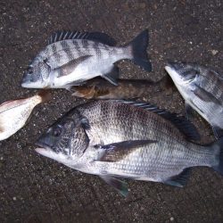 夕方の1時間に,チヌ3匹とアイナメ!