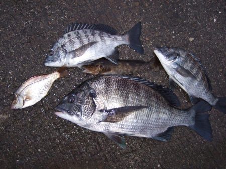 夕方の１時間に,チヌ３匹とアイナメ！