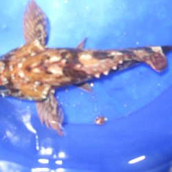 小ガッシー、こメバルが遊んでくれました。