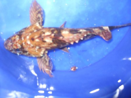 小ガッシー、こメバルが遊んでくれました。