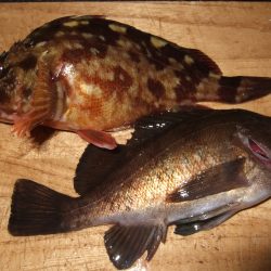 西中島埠頭　アタリ４回でメバル＆ガシラ