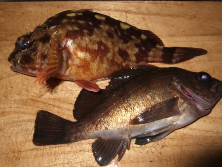 西中島埠頭　アタリ４回でメバル＆ガシラ