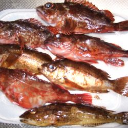 メバル、ガシラは数釣れます。