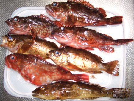 メバル、ガシラは数釣れます。