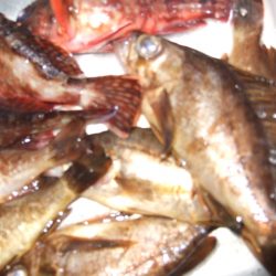 メバル狙いで淡路島。