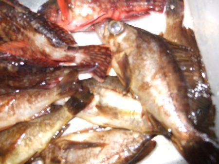 メバル狙いで淡路島。