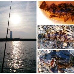 ライトゲームで五目釣り