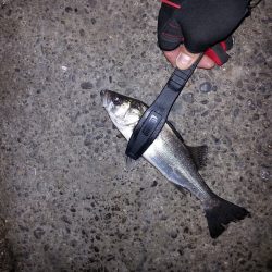 南港・堺周辺でセイゴ君が相手してくれました。