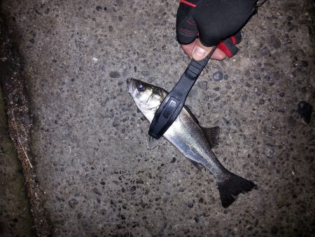 南港・堺周辺でセイゴ君が相手してくれました…