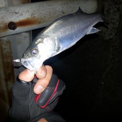 堺でチーバス！！とバラシ(ToT)