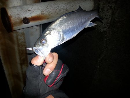 堺でチーバス！！とバラシ(ToT)