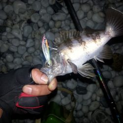 岡田浦漁港隣のサーフでプラグただ巻きお手軽メバリング