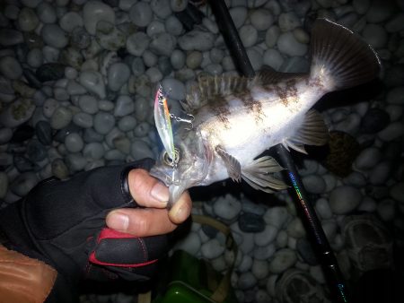 岡田浦漁港隣のサーフでプラグただ巻きお手軽…