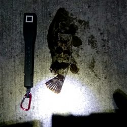 舞子漁港にて夜の初釣り