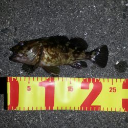 今宵もチヌを 求めて！