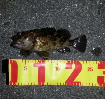 今宵もチヌを 求めて！