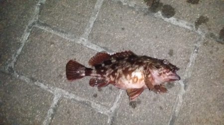 今年初、長時間釣行で開幕戦一勝！