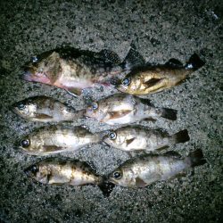 爆風の中でのメバリング 浅茂川