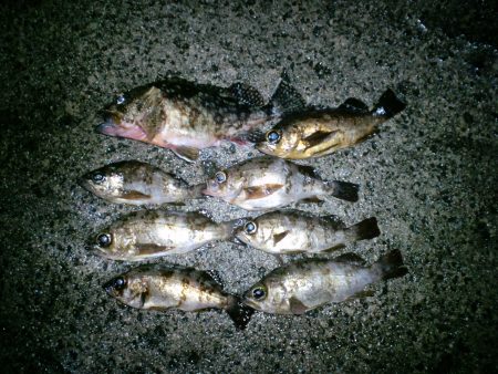 爆風の中でのメバリング 浅茂川