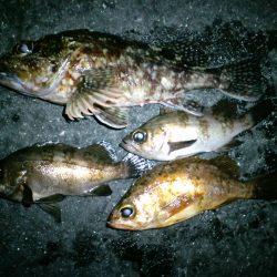 爆風の中でのメバリング