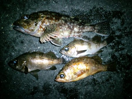 爆風の中でのメバリング