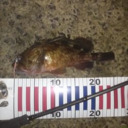 メバリングにて