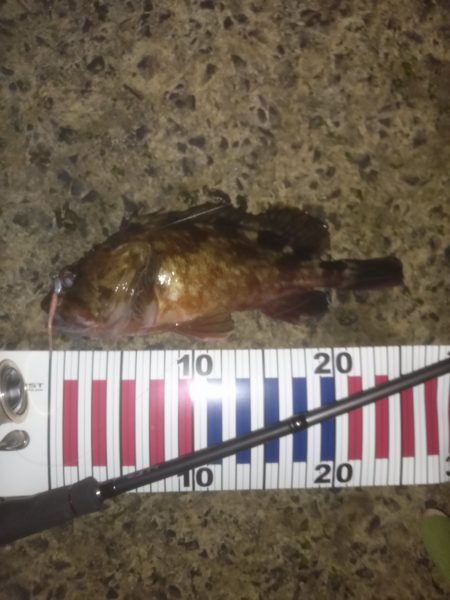 メバリングにて