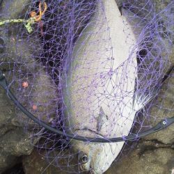 グレは不発・・・でもイズスミ・・・