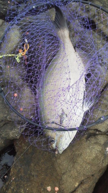 グレは不発・・・でもイズスミ・・・