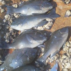 グレ6匹・・・・・チヌ一匹・・・・