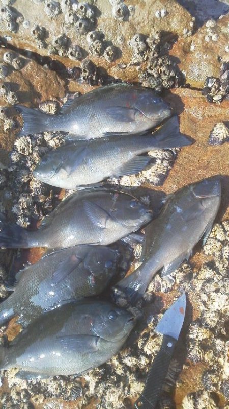 グレ6匹・・・・・チヌ一匹・・・・