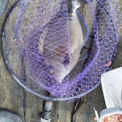 グレ5匹・・・・・イガミ4匹・・・・