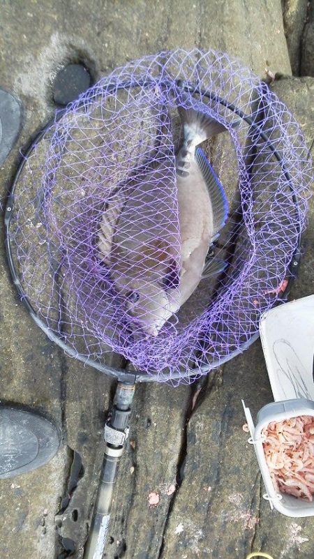 グレ5匹・・・・・イガミ4匹・・・・