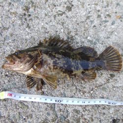 南芦屋浜、ジグヘッドリグで良型タケノコメバル