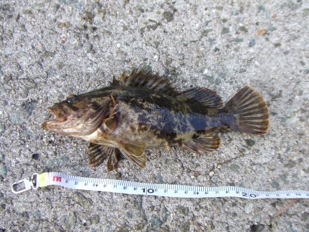 南芦屋浜、ジグヘッドリグで良型タケノコメバ…