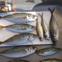 香住東港へ今年初の日本海遠征釣果　投げサビキでアジ狙い